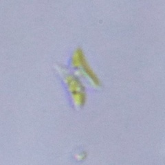 Scenedesmaceae