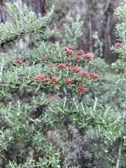 Ozothamnus secundiflorus