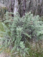 Ozothamnus secundiflorus