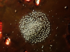 Atalacmea multilinea