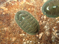 Chiton glaucus