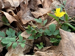Ranunculus fascicularis
