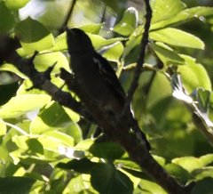 Pachyramphus polychopterus