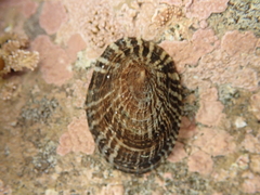 Benhamina obliquata