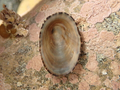 Benhamina obliquata