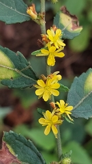 Triumfetta semitriloba