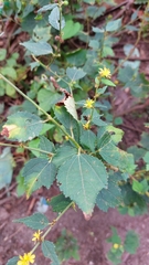 Triumfetta semitriloba