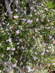 Boronia algida