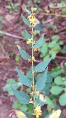 Triumfetta semitriloba