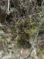 Boronia algida