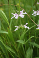Stachys pilosa