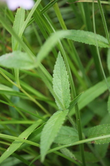 Stachys pilosa