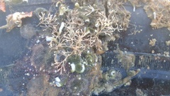 Cradoscrupocellaria reptans