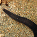 Odontosyllis polycera - Photo (c) Saryu Mae,  זכויות יוצרים חלקיות (CC BY), הועלה על ידי Saryu Mae