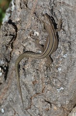 Podarcis guadarramae guadarramae