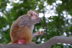 Macaca mulatta