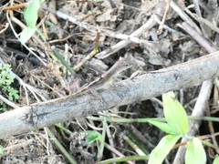 Anolis lineatopus