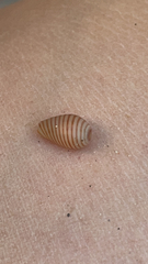Persicula bandera