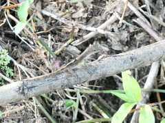 Anolis lineatopus