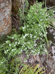 Asperula