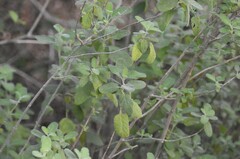 Aloysia macrostachya