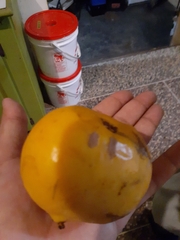 Pouteria campechiana