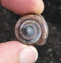 Helminthoglypta dupetithouarsi