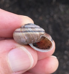 Helminthoglypta dupetithouarsi