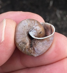 Helminthoglypta dupetithouarsi