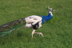 Pavo cristatus