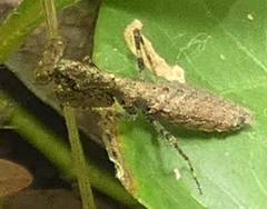 Anamiopteryx
