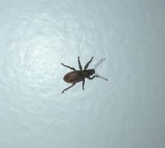 Brachyderes incanus