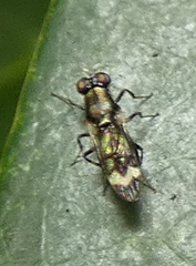 Euryneura