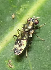Euryneura