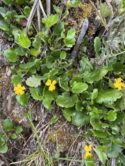 Goodenia hederacea alpestris