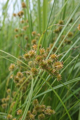 Juncus canadensis