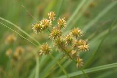 Juncus canadensis