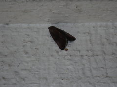 Galgula partita