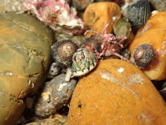 Micrelenchus tessellatus