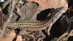 Podarcis guadarramae guadarramae