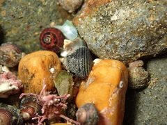 Micrelenchus tenebrosus