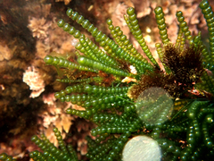Chaetomorpha coliformis