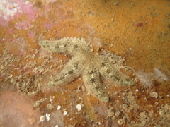 Allostichaster polyplax