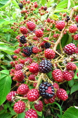 Rubus urticifolius