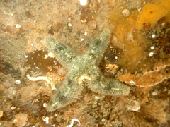 Allostichaster polyplax