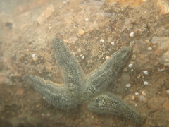 Allostichaster polyplax