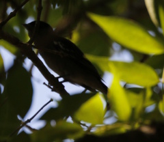 Pachyramphus polychopterus