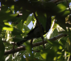 Pachyramphus polychopterus