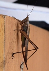Conocephalus semivittatus