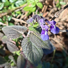 Salvia tricuspidata